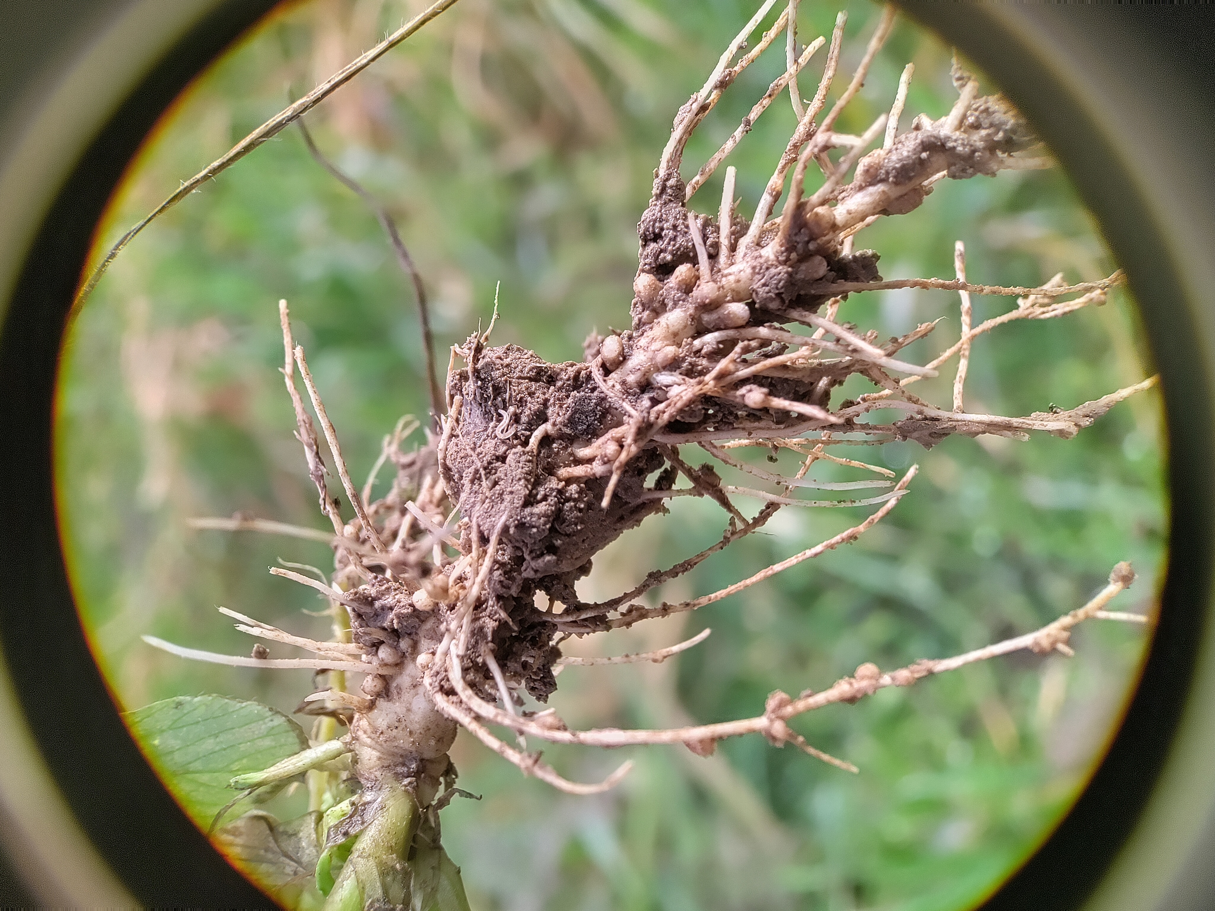 root_nodules