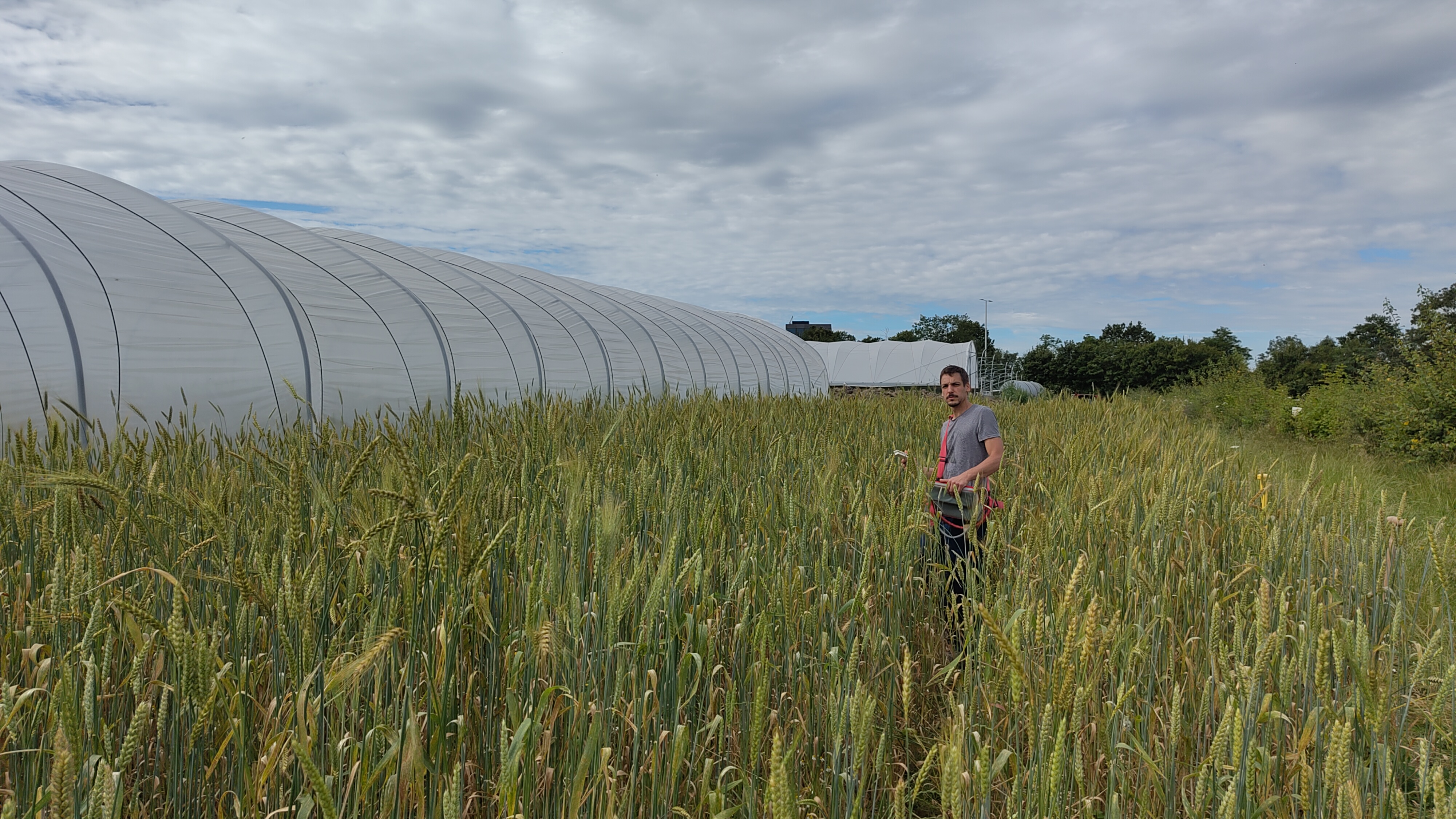 thomas_wheat