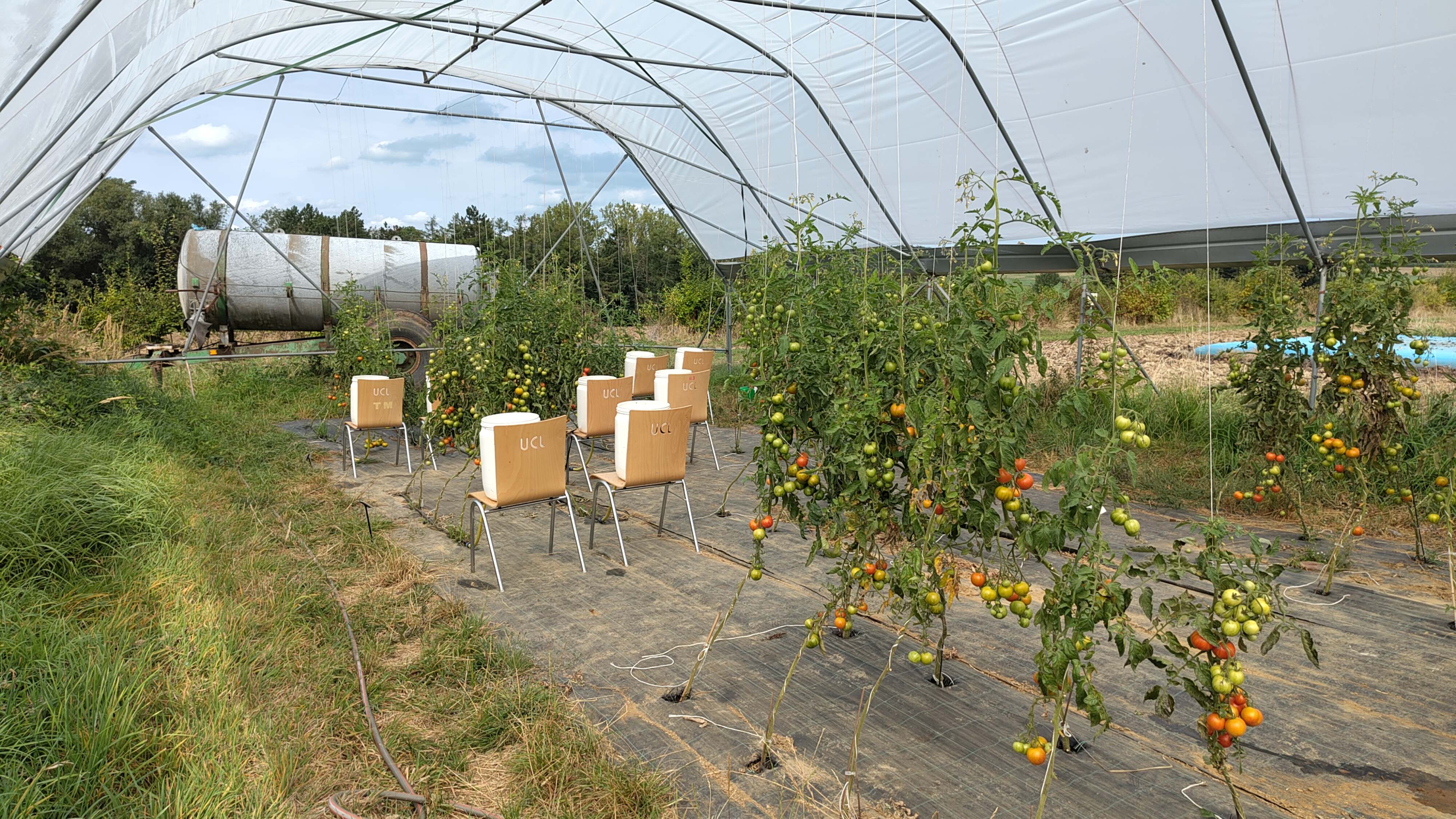 tomato_greenhouse