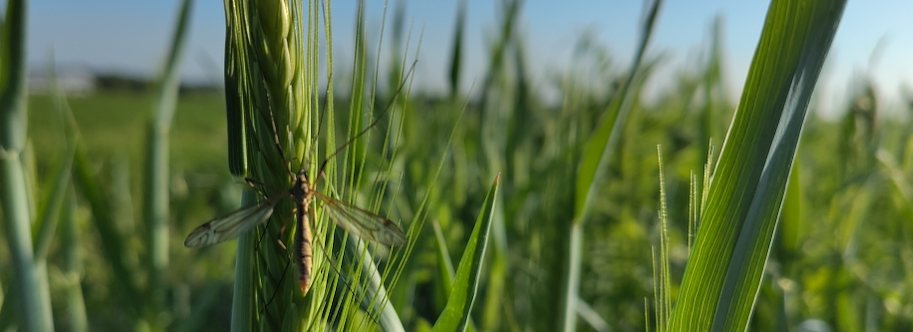CerealBio, Exploiting cereal biodiversity in nutrient use and biological interactions in crop resilience breeding