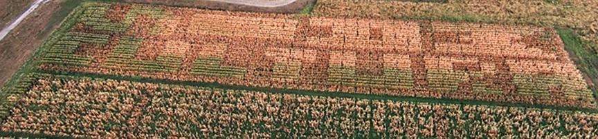 MineLandDiv, Mining Allelic Diversity in maize Landraces for Tolerance to Abiotic and Biotic stresses
