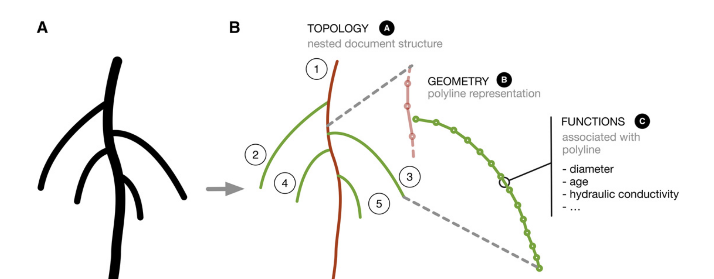Root System Markup Language | RSML